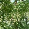 little white flowers of sophora japonica tree
