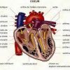 5 étapes pour des artères propres et un cœur sain