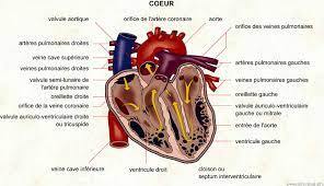 5 étapes pour des artères propres et un cœur sain