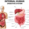 6 troubles système digestif et comment les combattre
