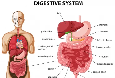 6 troubles système digestif et comment les combattre