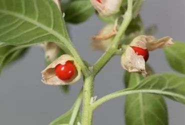 Ashwagandha : L’herbe ayurvédique ultime pour soulager le stress