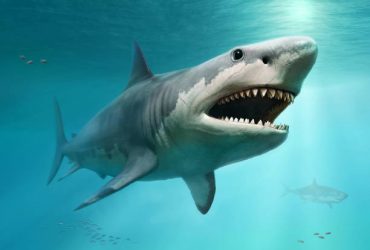 Cartilage de requin : Est-il sain ou non ?