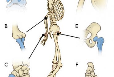 Ce que vous devez savoir sur les articulations et la flexibilité