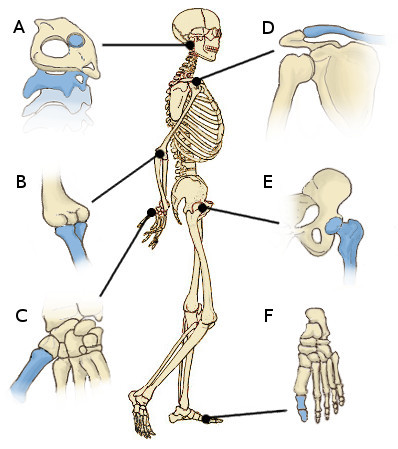 Ce que vous devez savoir sur les articulations et la flexibilité 1 the joints of the human body