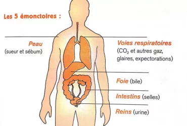 Comment éliminer les toxines de votre corps avec ce traitement simple