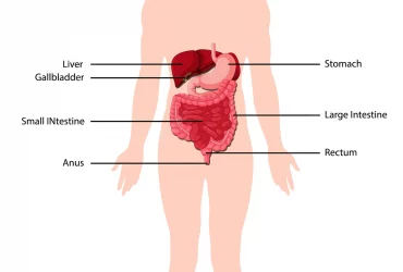 Comment garder votre système digestifs et intestinal en bonne santé