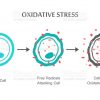 oxidative stress diagram. vector illustration flat design