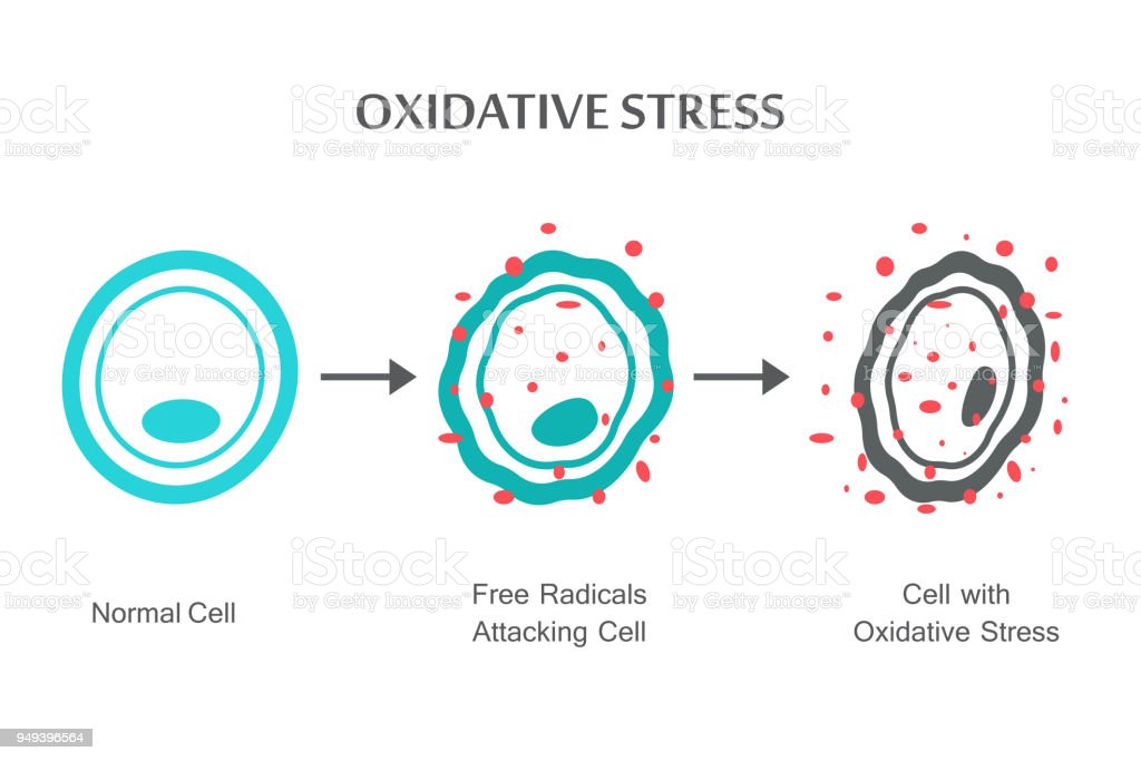oxidative stress diagram. vector illustration flat design