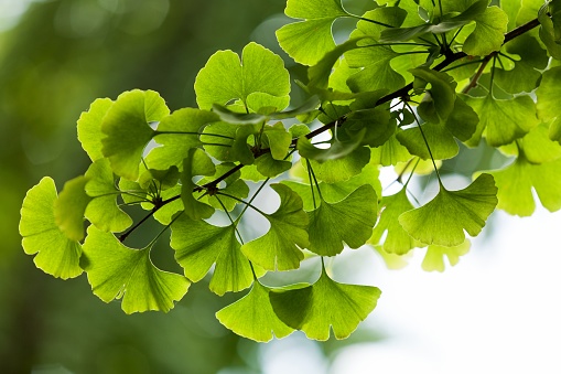 ginkgo biloba green leaves on a tree in yonghe lamasery, beijing, china.