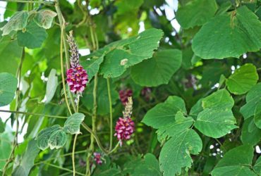 Kudzu : L’herbe miraculeuse qui pourrait sauver le monde ?