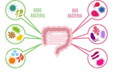 La flore intestinale – Un mystère du corps humain
