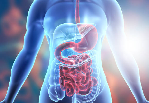 Le côlon et le système digestif : Ce que vous devez savoir 1 human body digestive system anatomy. 3d illustration