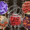 intestinal microbiome, bacteria colonizing small intestine