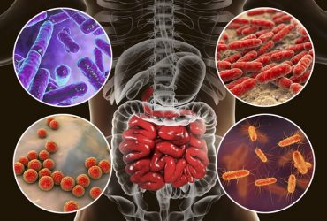 Les probiotiques : Ce qu’ils font – ce qu’ils ne font pas – et pourquoi vous en avez besoin