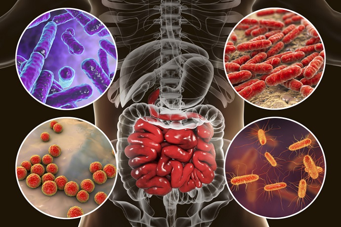 Les probiotiques : Ce qu'ils font - ce qu'ils ne font pas - et pourquoi vous en avez besoin 1 intestinal microbiome, bacteria colonizing small intestine
