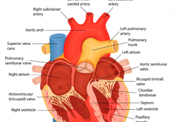 prendre soin de votre veine cave thrombotique avec un traitement