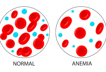 Le nombre normal de globules rouges