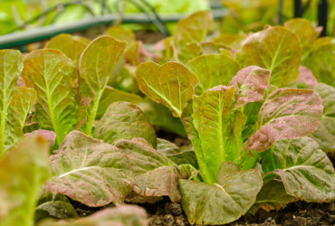 Comment éviter les symptômes d’une carence en potassium