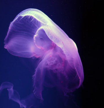 piqûre d'une méduse