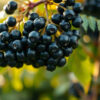 sureau noir : grappes de baies violettes mûres sur une branche en lumière d'automne